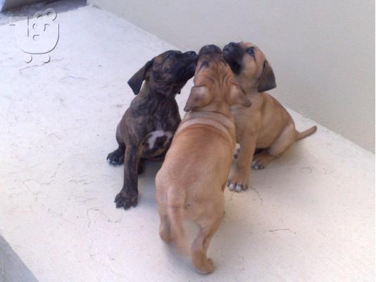 dogo canario