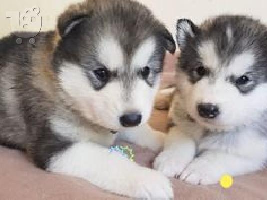 PoulaTo: kc αρσενικά και θηλυκά κουτάβια Αλάσκα Malamute
