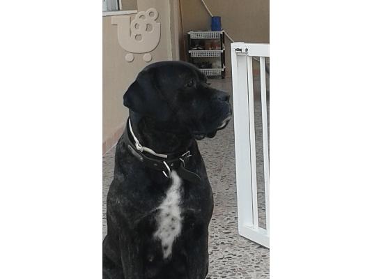 ΚΑΘΑΡΟΑΙΜΑ ΚΟΥΤΑΒΙΑ CANE CORSO