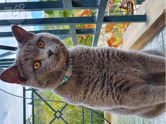 PoulaTo: Ζευγάρωμα british shorthair γάτας