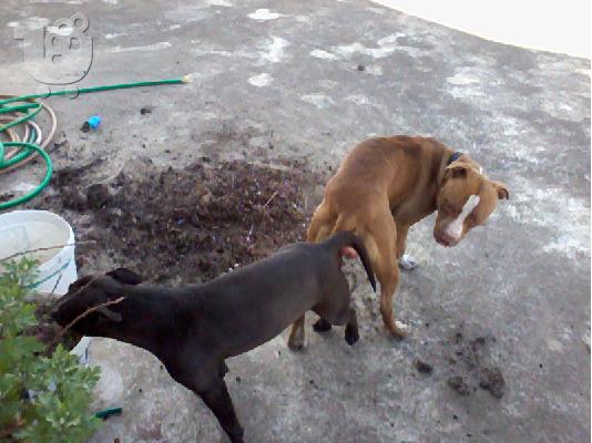 polounte koutabia pitbull