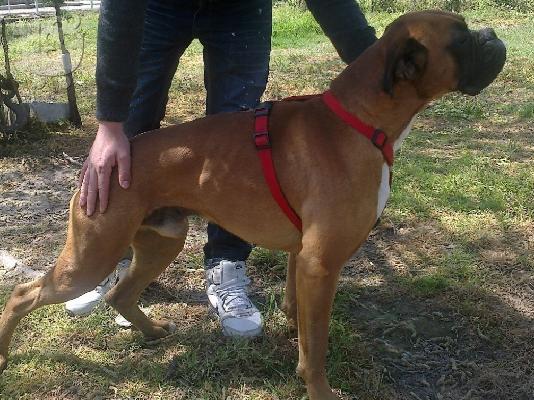 Καθαροαιμα BOXER