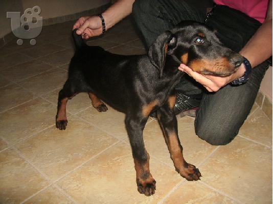 DOBERMAN ΚΟΥΤΑΒΑΚΙΑ 2,5 ΜΗΝΩΝ Ντόμπερμαν
