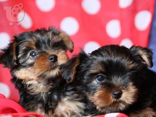 Yorkshire terrier super pocket, Αττική (€ 120.00 )