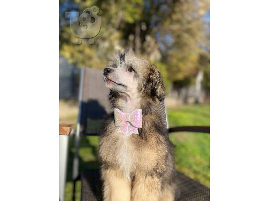 Αρσενικό κουτάβι Chinese Crested