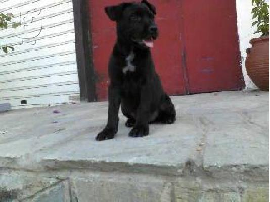 PoulaTo: ΠΩΛΟΥΝΤΑΙ ΚΑΘΑΡΟΑΙΜΑ ΚΟΥΤΑΒΙΑ PITBULL