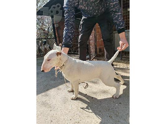Bull Terrier κουτάβια προς πώληση