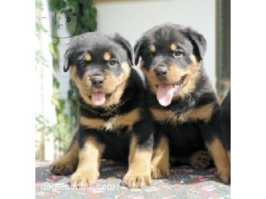 PoulaTo: Πωλουνται ROTTWEILER Ροτβάιλερ