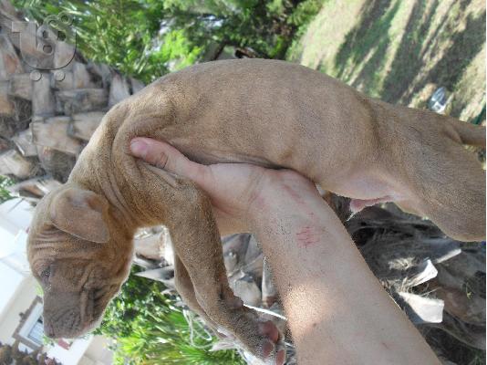 Kingsize Rednose Pitbull puppies
