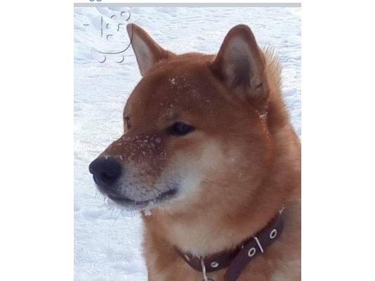 Κουτάβια Shiba inu