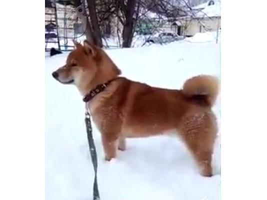 Κουτάβια Shiba inu