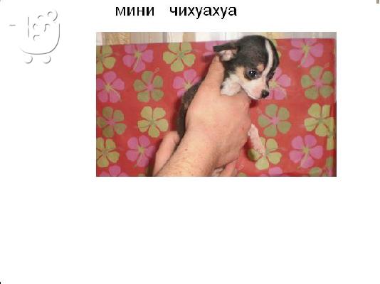 Πώληση Mini Τσιουάουα