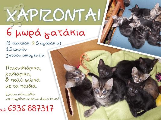 PoulaTo: Χαρίζονται γατάκια