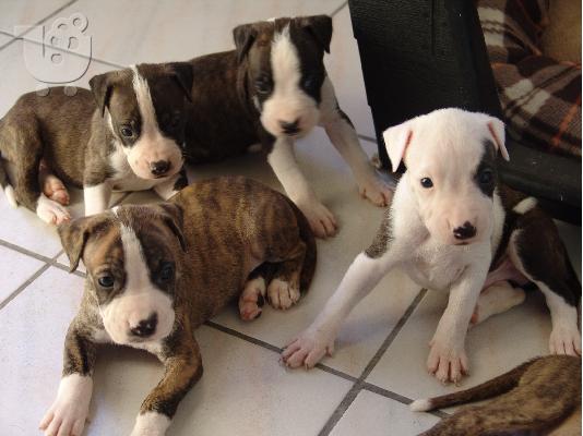 PIT-BULL Staffordshire