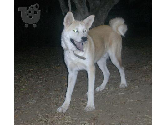 PoulaTo: akita - ακιτα arseniko ligon minon filikotato gia ena spiti me auli