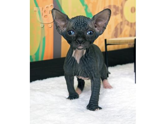 PoulaTo: Sphynx Kittens Προς Πώληση τώρα