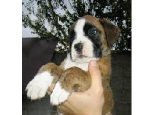PoulaTo: boxer