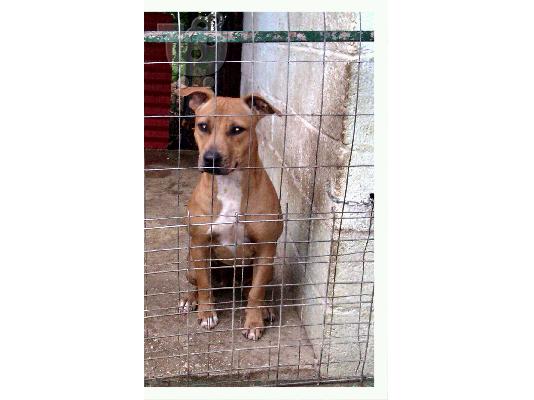 AMERICAN PITBULL
