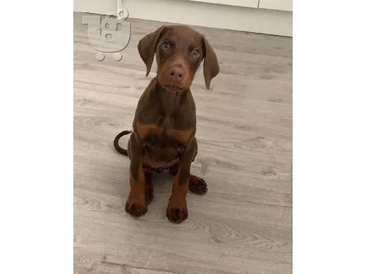 PoulaTo: Adorable Doberman Puppies