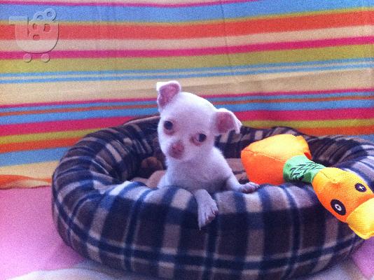PoulaTo: Chihuahua
