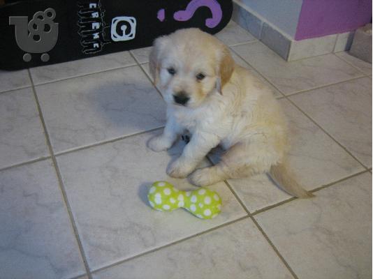 Golden Retriever 45 ημερών καθαρόαιμο
