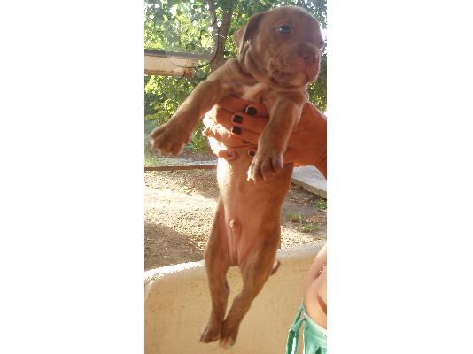 PITBULL REDNOSE