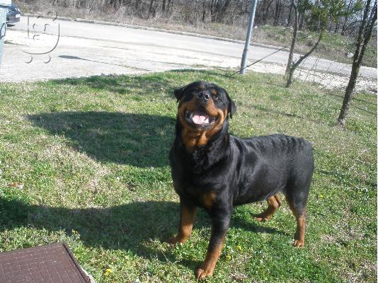 rottweiler puppies