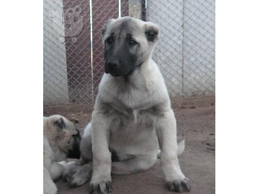Τουρκικά kangal