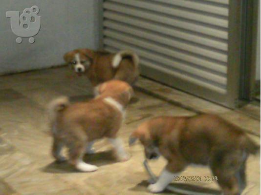 PoulaTo: AKITA