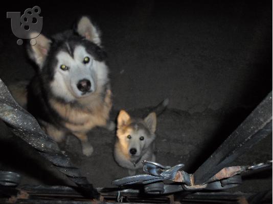 PoulaTo: malamute alaskas