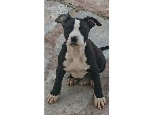 POLOUNTAI PITBULL