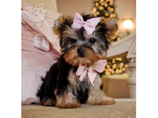 Υγιείς κουτάβια Yorkie