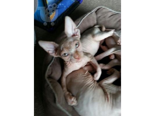 Άτριχα γατάκια Sphynx για υιοθεσία