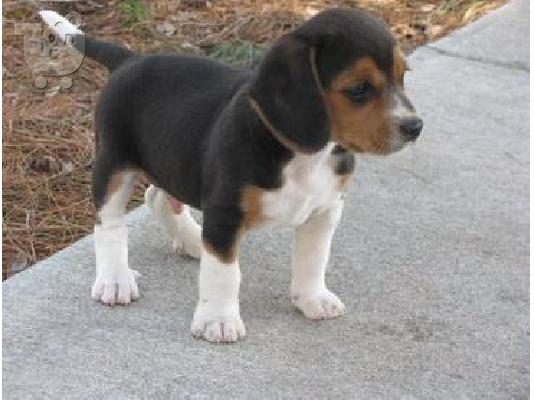 PoulaTo: κουτάβια beagle