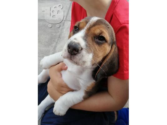 7 όμορφα εγγεγραμμένα Kc κουτάβια Beagle.