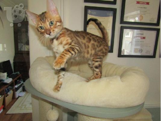 υπέροχα γατάκια BENGAl