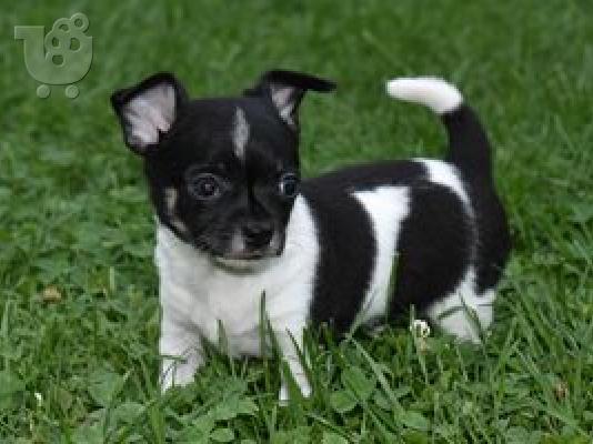 PoulaTo: κουτάβια chihuahua