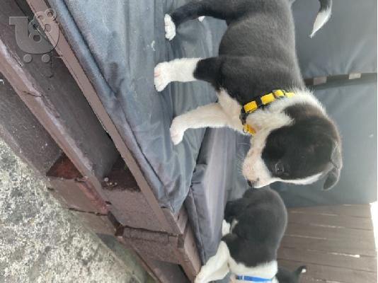 Όμορφα κουτάβια Border Collie
