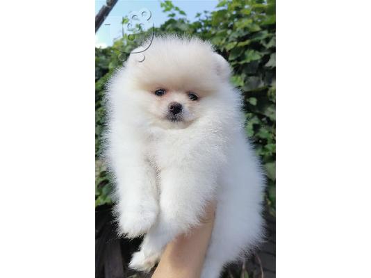 * Νέες εικόνες * Αξιολάτρευτο Γενεαλογικό Pomeranian Pups...