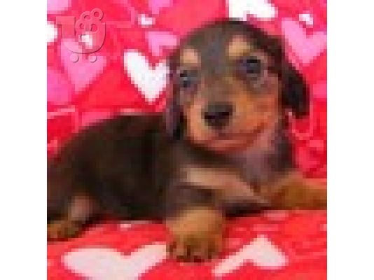 PoulaTo: μακρυμάλλη Dachshund κουτάβι
