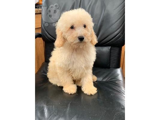 Γλυκά κουτάβια Poodle προς πώληση