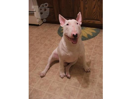 PoulaTo: bull terrier arseniko gnhsio 12 mhnwn