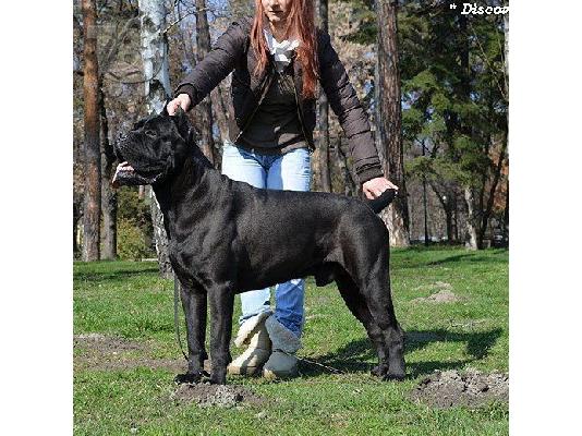 Κουτάβια Cane Corso