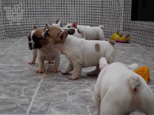 PoulaTo: Γαλλικά Μπουλντόγκ (French Bulldog puppies )