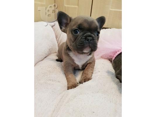 PoulaTo: French bulldog γαλλικο μπουλντογ