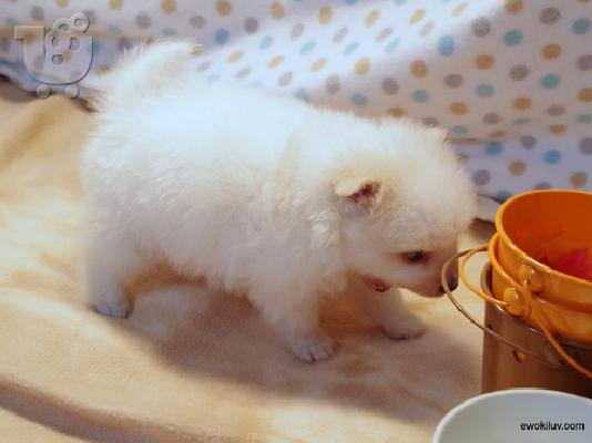 PoulaTo: Pomeranian Puppies.