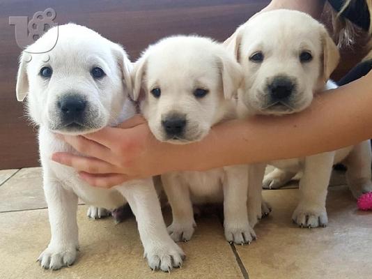 PoulaTo: Labrador retriever