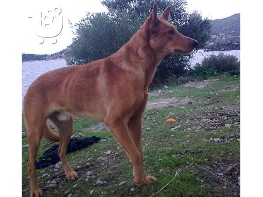 PoulaTo: ΛΥΚΟΙ ΧΑΡΙΖΟΝΤΑΙ