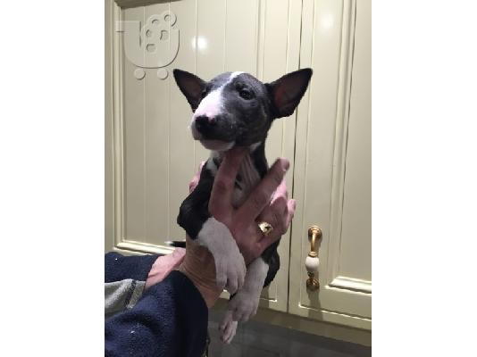Μινιατούρα κουτάβια Bull Terrier