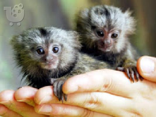 PoulaTo: εγγραφείτε marmoset μωρό για 300 ευρώ
